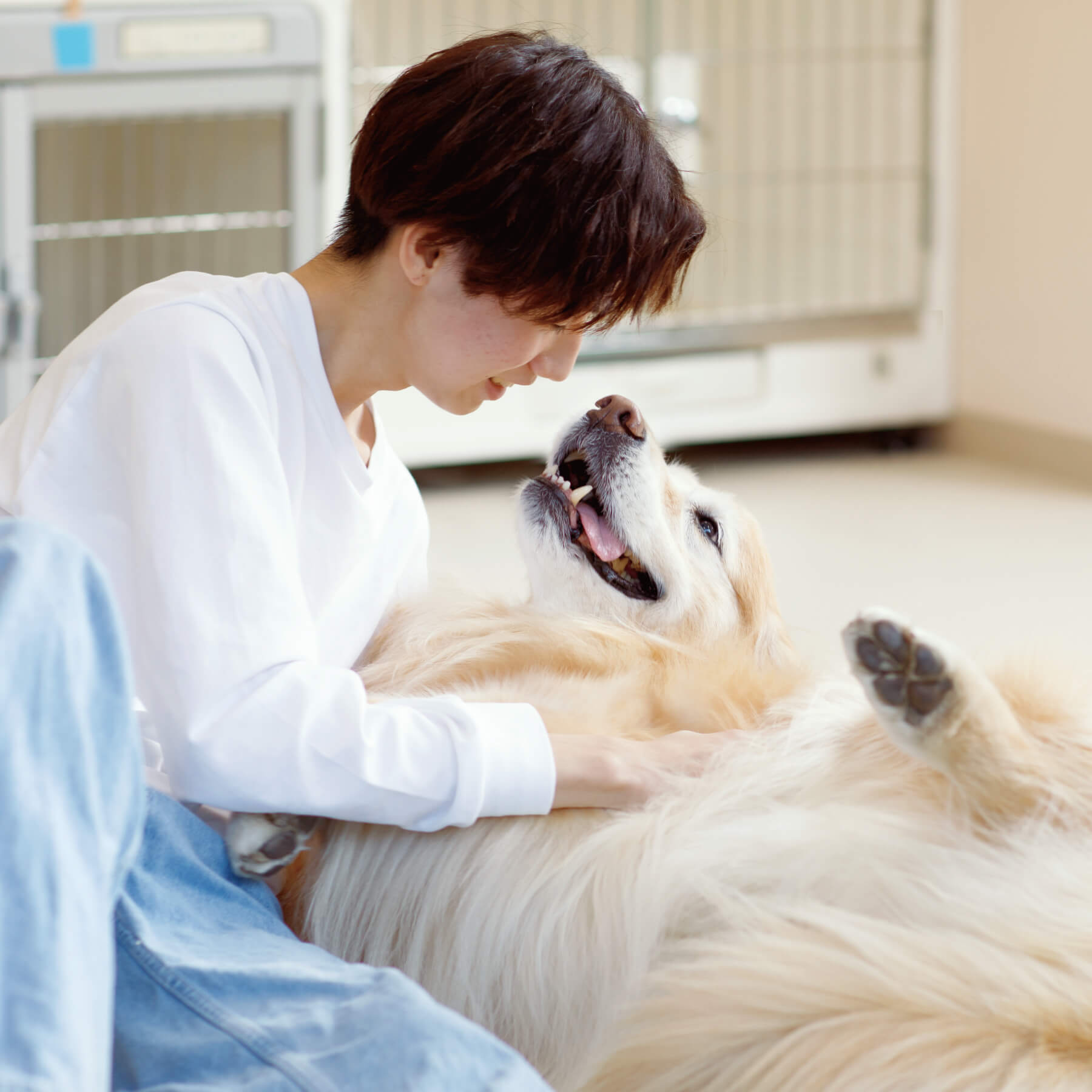 犬の画像