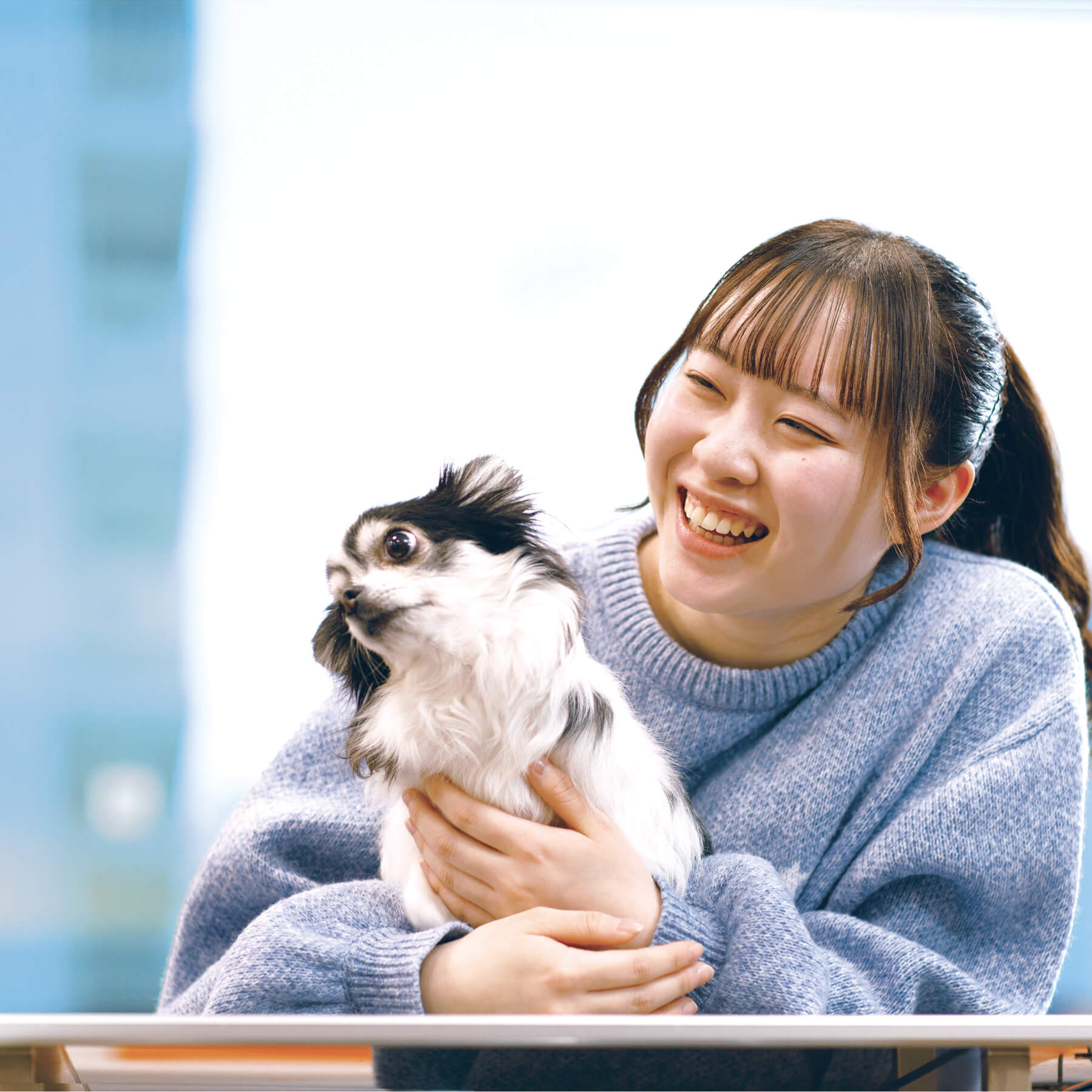 犬の画像
