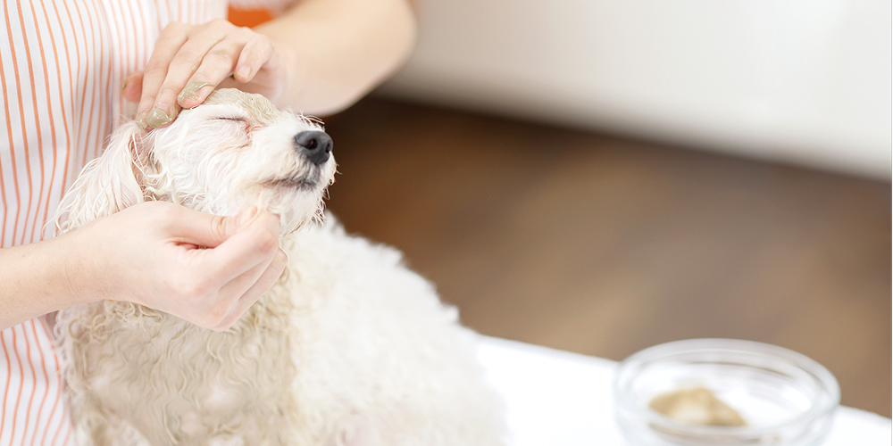 ペットエステで犬が気持ち良い顔になってる写真