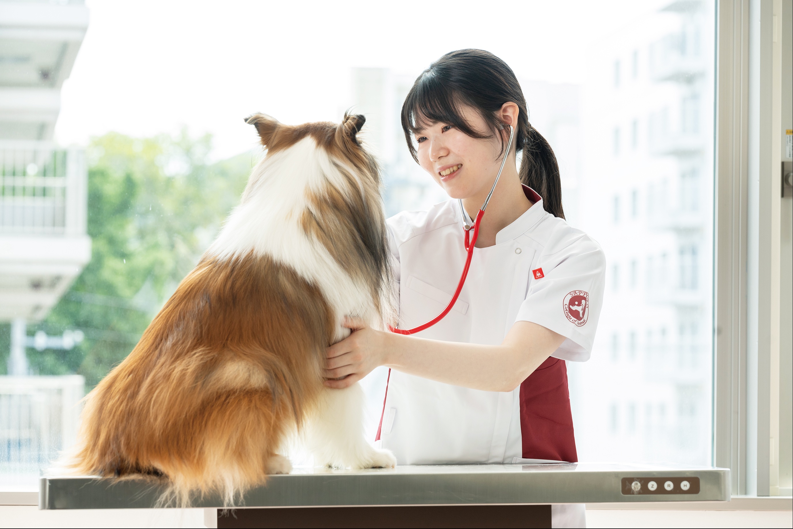犬の画像
