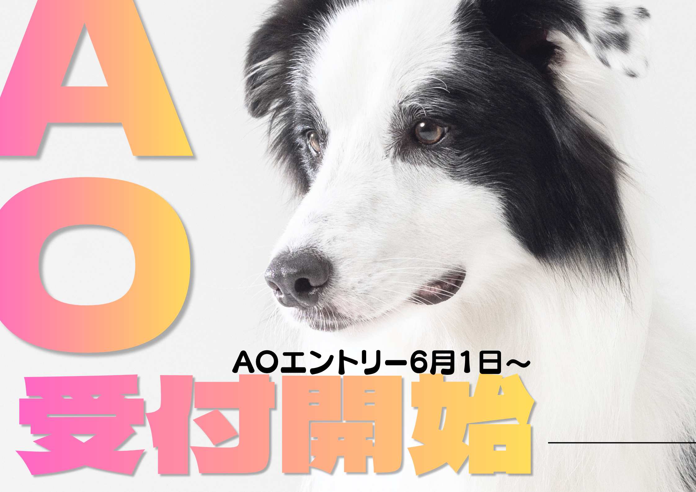 \\AOエントリー6/1～//