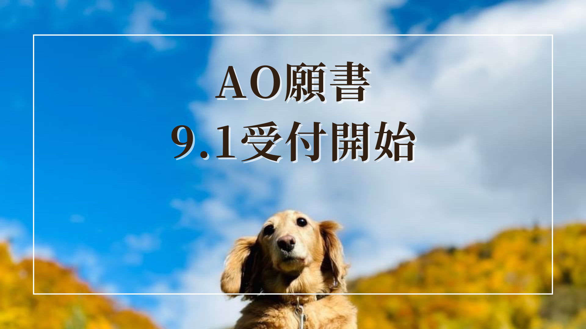 AO出願開始