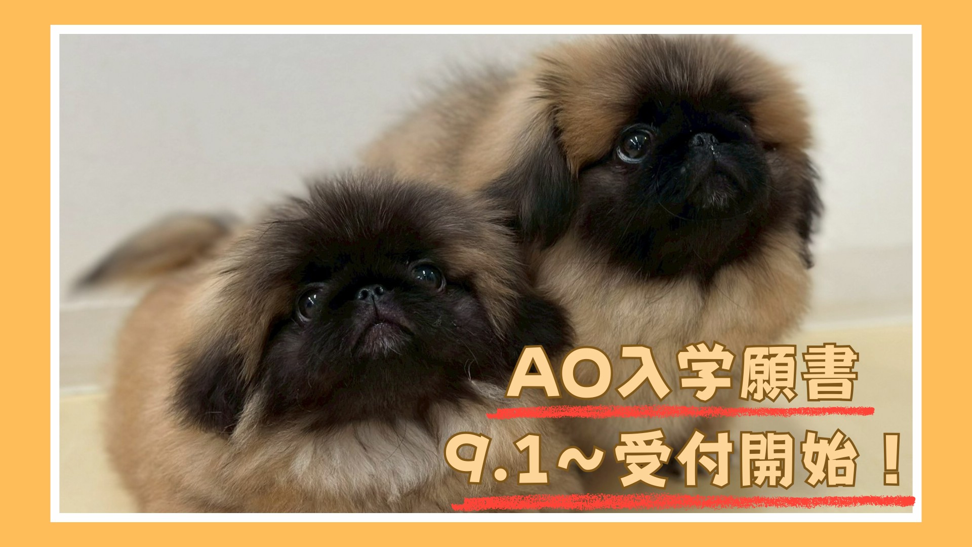 AO入学願書受付開始