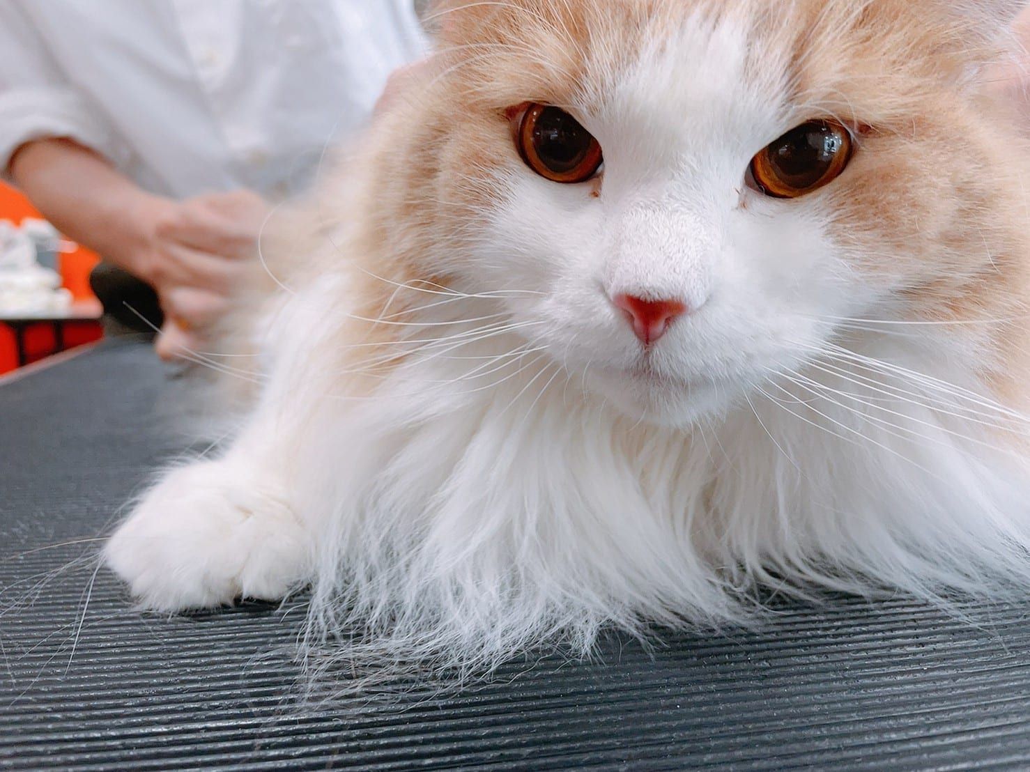 オープンキャンパス 札幌どうぶつ専門学校 旧校名 エスワン動物専門学校