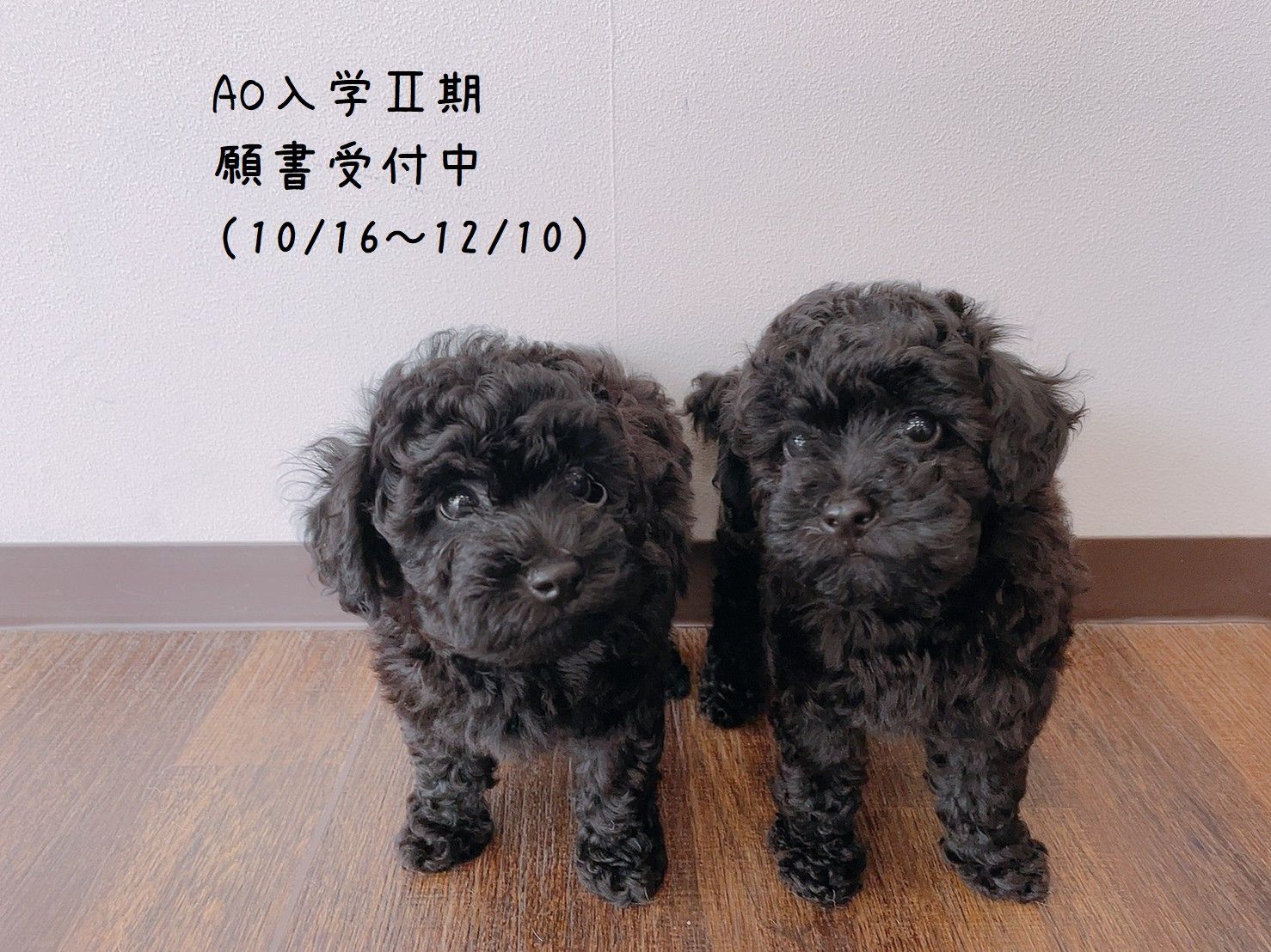 AOⅡ期願書受付中